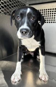 Retriever and Mixed Breed Dogs Available for Adoption - Lana | PetCurious