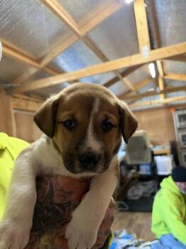 Labrador Retriever and Rottweiler Dogs Available for Adoption - Krista