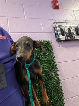 61764032 -  Doberman Pinscher and Mixed Breed Dog for Adoption in El Paso, Texas - 61764032 | PetCurious