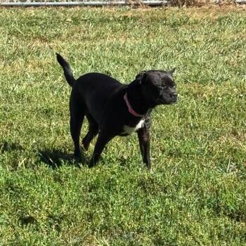 Pug and Chihuahua Dogs Available for Adoption in Tipton, Indiana - Onyx | PetCurious