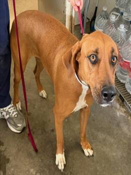LEXI -  Pit Bull Terrier Dog for Adoption in Riverside, California - LEXI | PetCurious