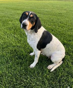Lily -  Hound Dog for Adoption in Wabash, Indiana - Lily | PetCurious