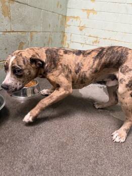 Pit Bull Terrier Dogs Available for Adoption in Stockton, California - NASH | PetCurious