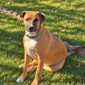 Peanut -  Mixed Breed and Mountain Cur Dog for Adoption in Tunica, Mississippi - Peanut | PetCurious