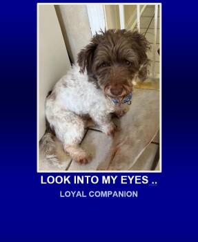 Rescue Schnauzer Dogs for Adoption in Morrisville, Pennsylvania - Hans The Schnauzer | PetCurious