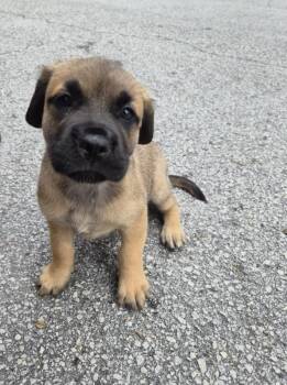 Mastiff and Black Mouth Cur Dogs Available for Adoption in Orlando, Florida - Skoda | PetCurious