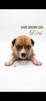 Mixed Breed Dogs Available for Adoption in Holly Springs, North Carolina - Dori- Nemo Litter | PetCurious
