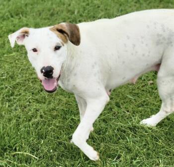 Rescue Mountain Cur and Labrador Retriever Dogs for Adoption in Madisonville, Texas - Ellie Mae | PetCurious