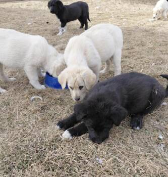 Labrador Retriever and Great Pyrenees Dogs Available for Adoption - Bolduc / Cary / Max | PetCurious