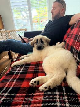 Great Pyrenees Dogs Available for Adoption in Pleasant Hill, California - Fluffy | PetCurious
