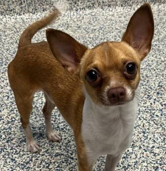 Firulice -  Chihuahua Dog for Adoption in Golden, Colorado - Firulice | PetCurious