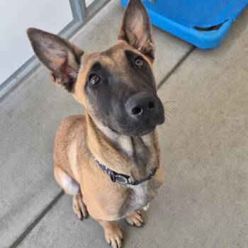 Belgian Shepherd Malinois Dogs Available for Adoption in San Pablo, California - Rita | PetCurious