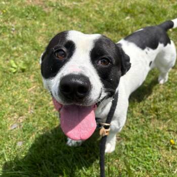 Kiddo -  Mixed Breed Dog Available for Adoption in Binghamton, New York - Kiddo | PetCurious
