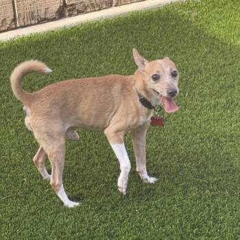 Rhaegal -  Rat Terrier and Chihuahua Dog for Adoption in Alafaya, Florida - Rhaegal | PetCurious