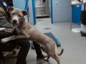 Labrador Retriever and Mixed Breed Dogs Available for Adoption in Albuquerque, New Mexico - SWEETIE | PetCurious