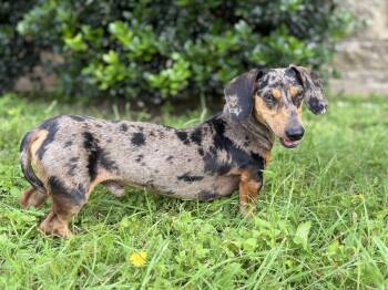 Dachshund Dogs Available for Adoption in Helotes, Texas - Dylan | PetCurious