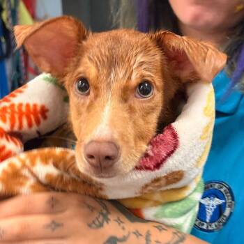 Concordia -  Terrier Dog for Adoption in St. Louis, Missouri - Concordia | PetCurious
