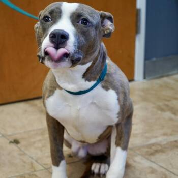 Triton -  Pit Bull Terrier and Mixed Breed Dog for Adoption in Tuscaloosa, Alabama - Triton | PetCurious