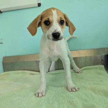 Figgy 8896 -  Labrador Retriever and Mixed Breed Dog for Adoption in Loxahatchee Groves, Florida - Figgy 8896 | PetCurious