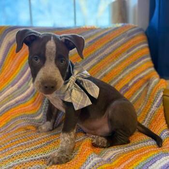 Pit Bull Terrier and Pointer Dogs Available for Adoption - Baby Jax | PetCurious