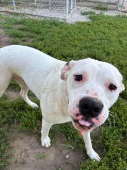 MiMi -  Boxer Dog for Adoption in Mason City, Illinois - MiMi | PetCurious