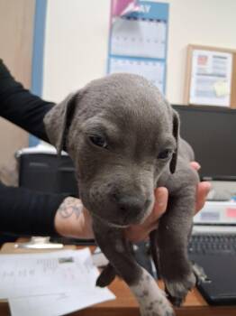 Pit Bull Terrier and Mixed Breed Dogs Available for Adoption - Luigi | PetCurious