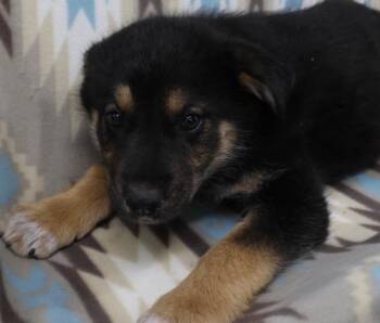 Eva -  Shepherd Dog Available for Adoption in Thief River Falls, Minnesota - Eva | PetCurious