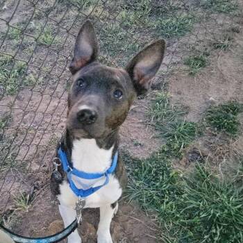 Dutch Shepherd and Black Mouth Cur Dogs Available for Adoption in Seguin, Texas -  Leggs | PetCurious