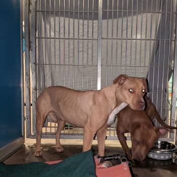 Rescue Pit Bull Terrier Dogs for Adoption in Flagstaff, Arizona - Audrey | PetCurious