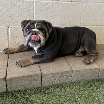 COOKIE 6466 -  English Bulldog Dog for Adoption in Loxahatchee Groves, Florida - COOKIE 6466 | PetCurious