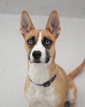 Shepherd and Husky Dogs Available for Adoption in Pontiac, Michigan - Kaia | PetCurious