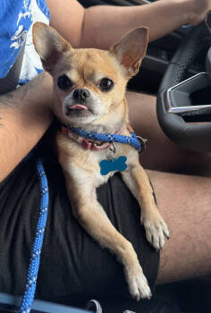 Rescue Chihuahua Dogs for Adoption in Bothell, Washington - PB | PetCurious