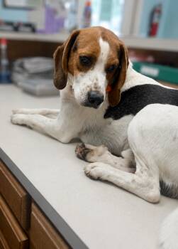 Beckett -  Beagle Dog for Adoption in Tulsa, Oklahoma - Beckett | PetCurious