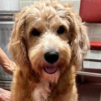 Honey -  Goldendoodle Dog for Adoption - Honey | PetCurious