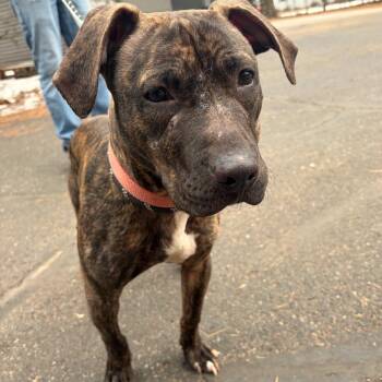 Pit Bull Terrier and American Staffordshire Terrier Dogs Available for Adoption - Atlas D10562 | PetCurious