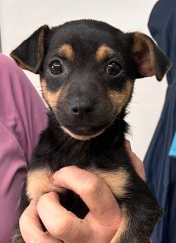 Chihuahua Dogs Available for Adoption - Tia | PetCurious