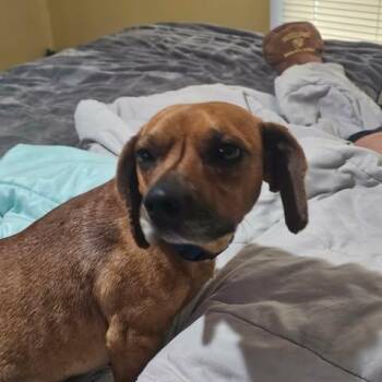 Dachshund Dogs Available for Adoption - Gunnar | PetCurious