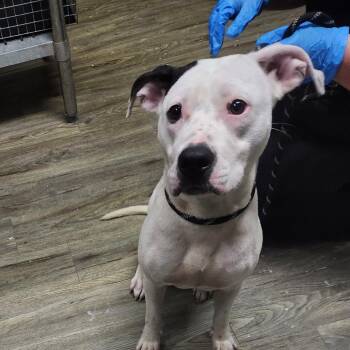 Orla -  Mixed Breed Dog for Adoption in Summerville, South Carolina - Orla | PetCurious