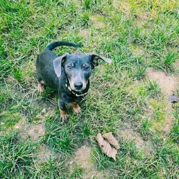 Firenze -  Mixed Breed Dog for Adoption in Fredericksburg, Virginia - Firenze | PetCurious