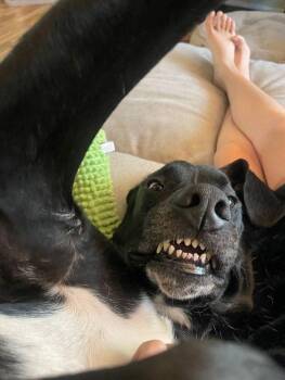 Rescue Great Dane Dogs for Adoption in Larkspur, Colorado - Mufasa | PetCurious