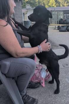 Ozzy -  Australian Kelpie and Labrador Retriever Dog for Adoption in Willingboro, New Jersey - Ozzy | PetCurious