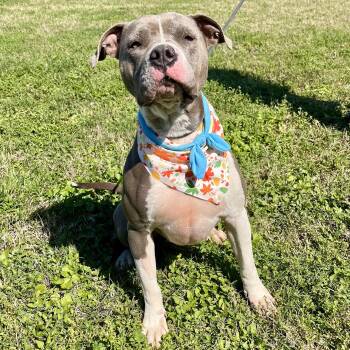 Rescue American Staffordshire Terrier Dogs for Adoption in Angleton, Texas - Jellyfish | PetCurious