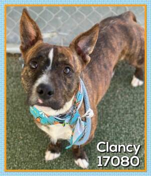 Dachshund and Dutch Shepherd Dogs Available for Adoption - CLANCY | PetCurious