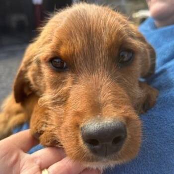 Airedale Terrier and Australian Cattle Dog Blue Heeler Dogs Available for Adoption - Falcon Oiseau | PetCurious