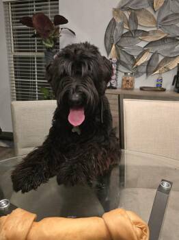 Kuma -  Giant Schnauzer Dog for Adoption in Escondido, California - Kuma | PetCurious
