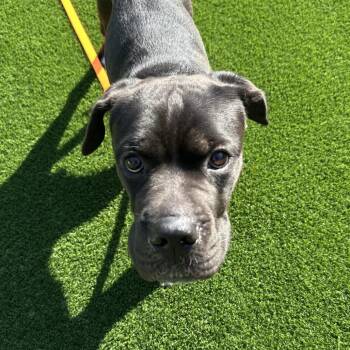 Patrick -  Mixed Breed Dog for Adoption in Pittsburgh, Pennsylvania - Patrick | PetCurious