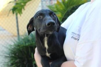 Monroe -  Hound and Mixed Breed Dog for Adoption in Brunswick, Georgia - Monroe | PetCurious