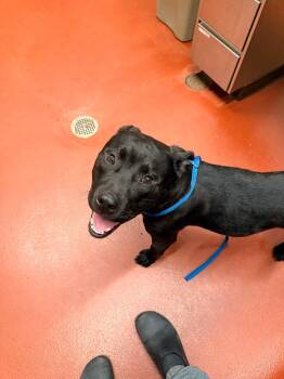 Mixed Breed Dogs Available for Adoption in Douglasville, Georgia - Titus | PetCurious
