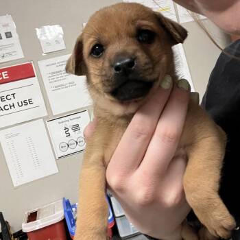 Chop -  Shepherd Dog for Adoption in Yuma, Arizona - Chop | PetCurious