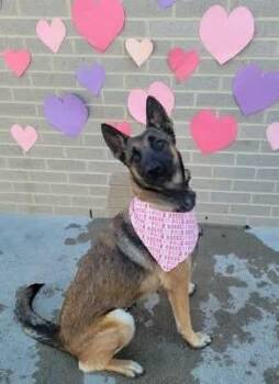 Belgian Shepherd Malinois Dogs Available for Adoption - Ginny- Located In Colorado | PetCurious